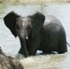 Elephant in the lake at Kruger National Park 